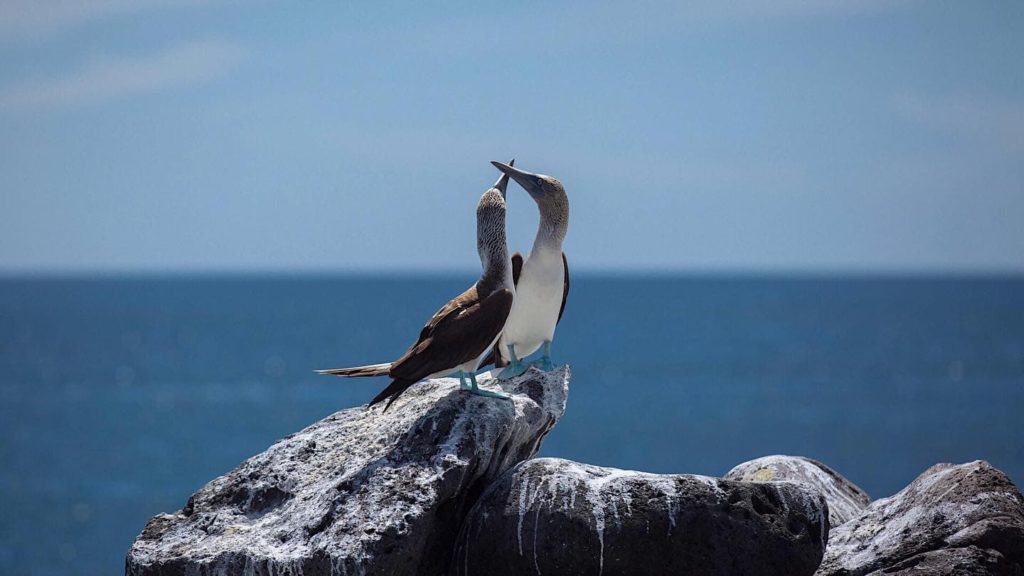 Para visitar las Galápagos tenga en cuenta que debe cumplir algunos requisitos