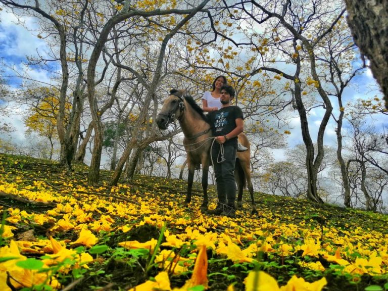 florecimiento de guayacanes Colimes