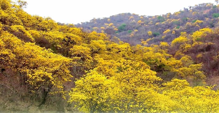 Por lluvias parciales, el florecimiento de guayacanes en Zapotillo solo se da por zonas; no hay floración general