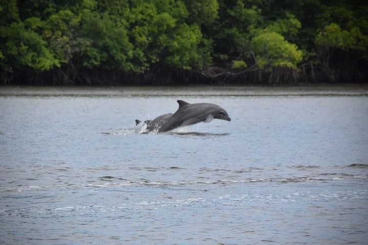 Los delfines son el atractivo de Puerto El Morro, que también provoca con la lisa asada y otros platos de mar